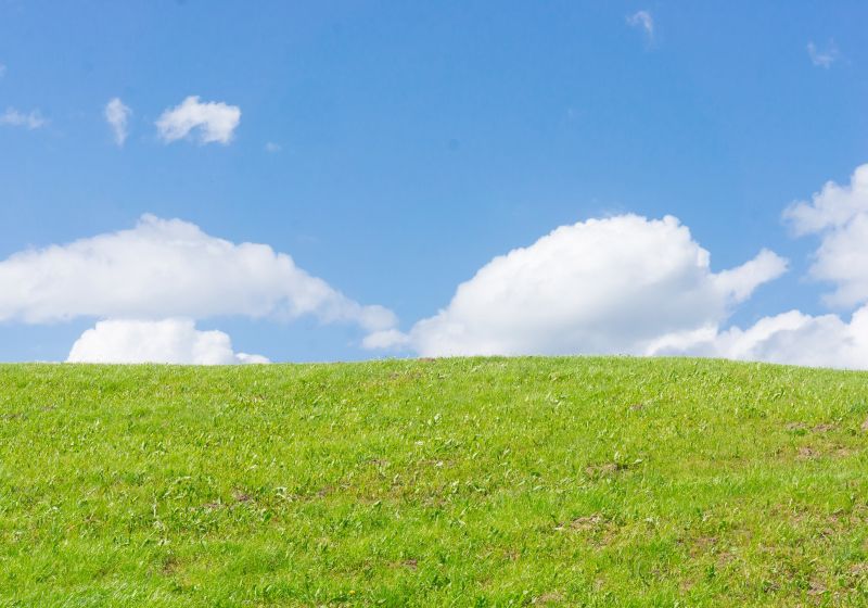 Brush Clearing Can Allow You to See Your Land!