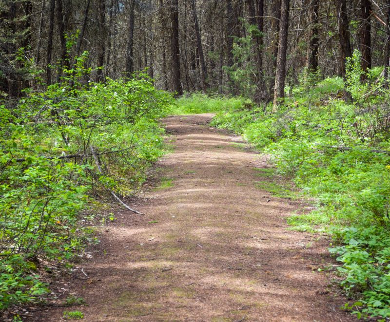 Brush Clearing Can Create Paths!